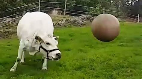 Vaca Jugando Con Una Pelota De Pilates Hermoso Video De Una Vaca Feliz