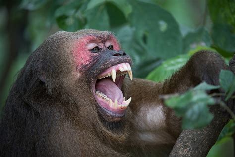 Macaque Baring Teeth Sean Crane Photography