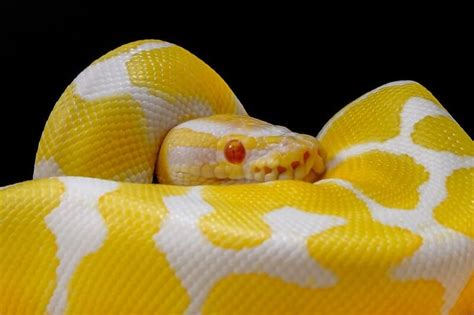 Albino Ball Python Care Size And Habitat Information