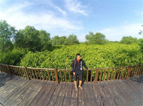 Gambar Ekowisata Mangrove Wonorejo Wisata Alam Foto Hutan Gambar Di