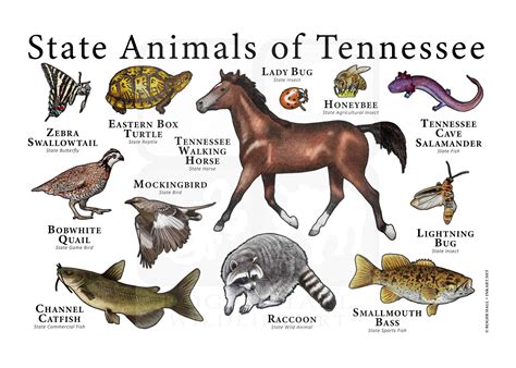 Tennessee State Animals Poster Print Etsy