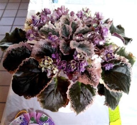 African Violet Irish Whiskey African Violets African Violets Plants Plants