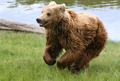 Cute Grizzly Bears Funny Animal