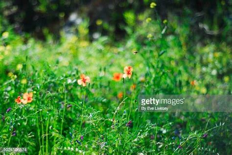 Purple Poppy Animals Photos And Premium High Res Pictures Getty Images