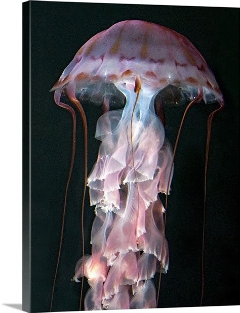 Chrysaora Pelagia Colorata Purple Striped Jellyfish Deep Sea