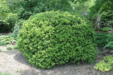 Japanese Boxwood Buxus Microphylla Var Japonica In