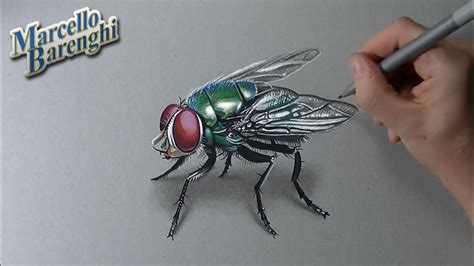 How To Draw A 3d Fly Youtube