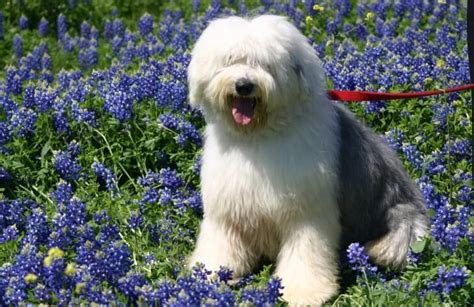 15 Cool Facts About Old English Sheepdogs The Dogman