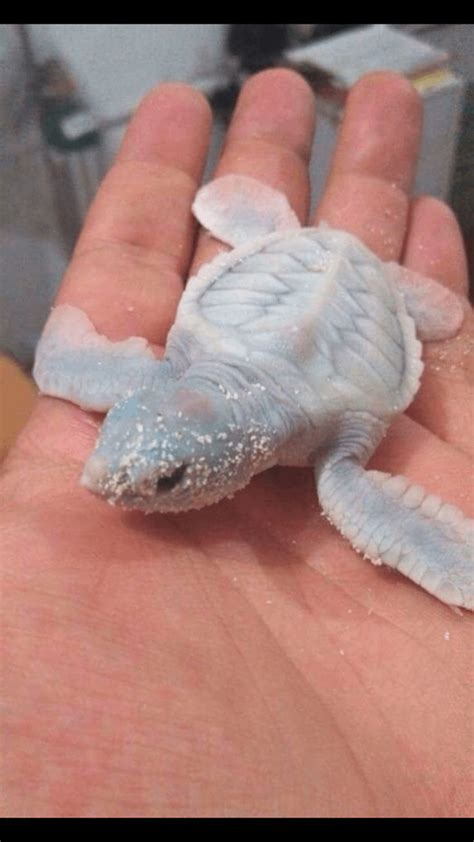 Baby Albino Turtle Reallifeshinies