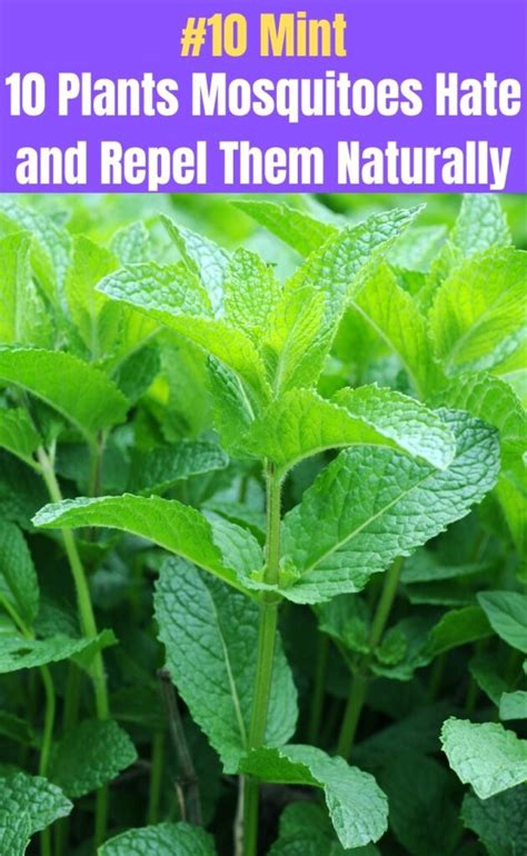 10 Plants Mosquitoes Hate and Repel Them Naturally - DIY & Crafts