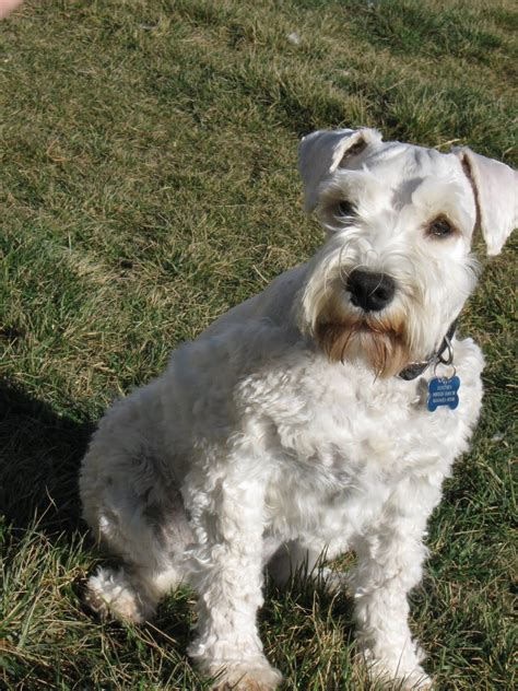 Look how fresh and handsome he is after his visit!visit my amazon store . Where'd You Get That Schnoodle?: Meet Our Dogs