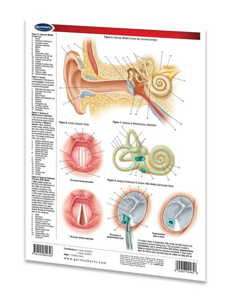 Ear Nose And Throat Guidelines Quick Reference Resource