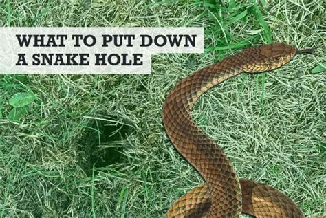 What Can You Put Or Pour Down A Snake Hole 4 Methods