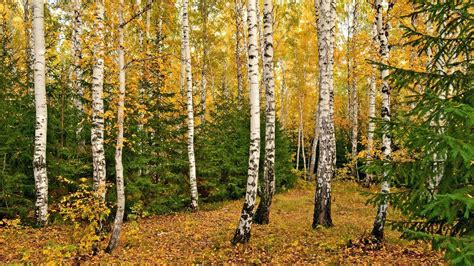 Birch Forest In Autumn Wallpapers 20 Images Nature Category