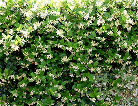how-to-grow-confederate-jasmine-in-pots-confederate-jasmine,-jasmine-plant,-star-jasmine-trellis