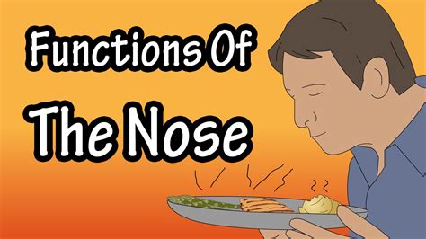 The Nose Functions Of The Nose How The Nose Works