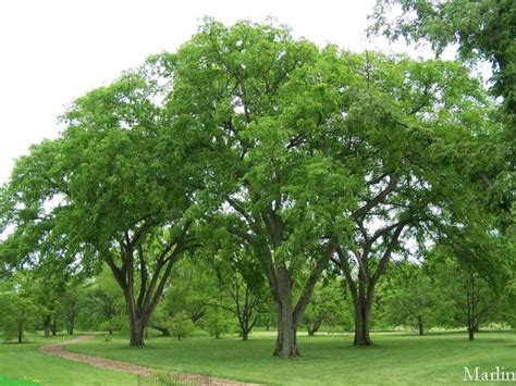 American Elm Is A Fast Growing Shade Tree Native To North America Has