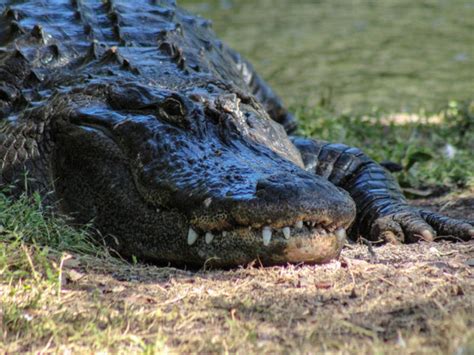 Alligator Attacks 85-Year-Old Man In Florida | Lakeland, FL Patch