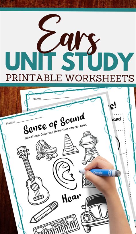 The Human Ear Worksheets For Kids