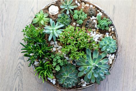 10 dish garden ideas to bring life to your spaces bob vila