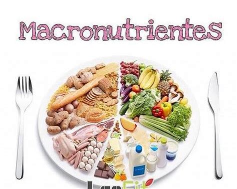 Los principales son glúcidos, proteínas, y lípidos. MACRONUTRIENTES y MICRONUTRIENTES que tu cuerpo necesita - Diario del Agro