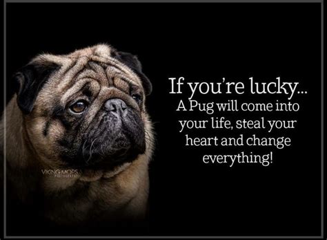 Pug Quote Big Dogs Cute Dogs Pug Quotes Animal Quotes Pugs And