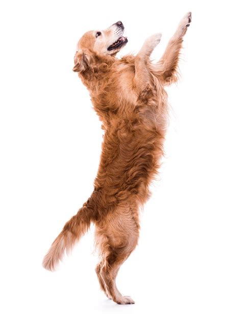 Jumping Dog Isolated On White Background Easiest Dogs To Train