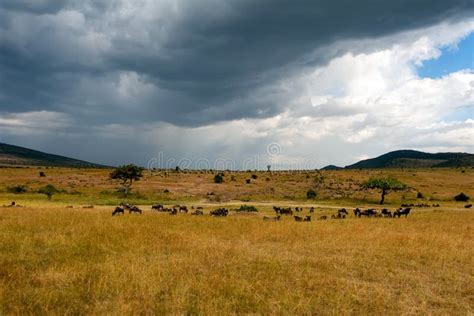 Savannah Landscape In The National Park Of Kenya Stock Image Image Of
