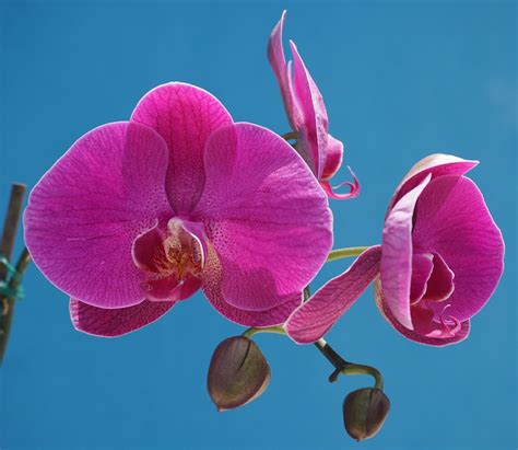 Purple Phalaenopsis Orchid At Home A Long Living Divine F Flickr