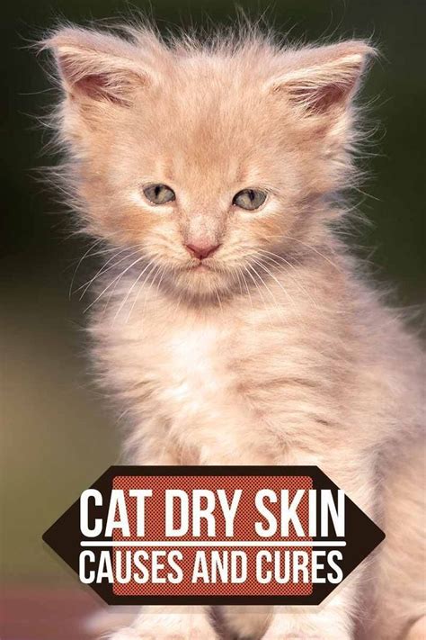 Cat Dry Skin Causes Symptoms And Cat Dry Skin Treatment Cat Skin