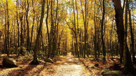 Download Wallpaper 2048x1152 Forest Autumn Trees Trail Foliage