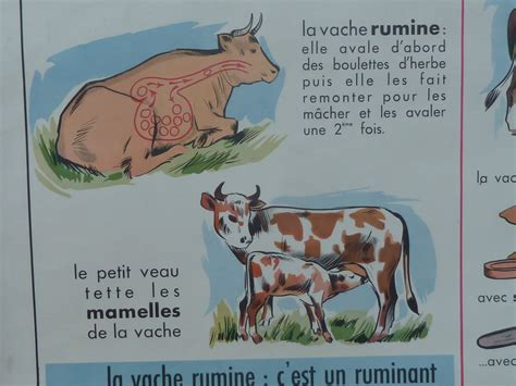Ecole Fmr Affiches Scolaires Affiche Scolaire Mdi Le Chat Et La Vache