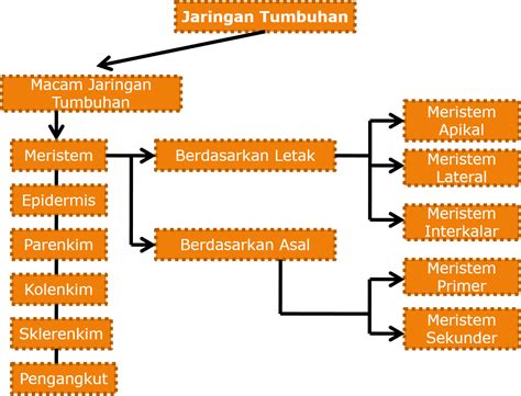 Otot diklasifikasikan menjadi tiga jenis yaitu otot lurik, otot polos dan otot jantung. Jaringan Tumbuhan, Macam, dan Penjelasan - Belajar Kuyy