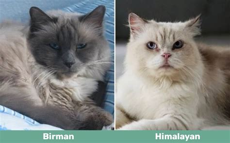 Birman Cat Vs Himalayan Cat Notable Differences With Pictures Catster