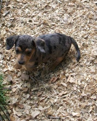 All of the puppies are raised in our home until they only raise the miniatures. CKC Miniature Dachshund Puppies for Sale in Trinity, North ...