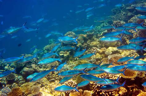 Isla mauricio es una isla en perú. Que hacer en Isla Mauricio | Felices Vacaciones