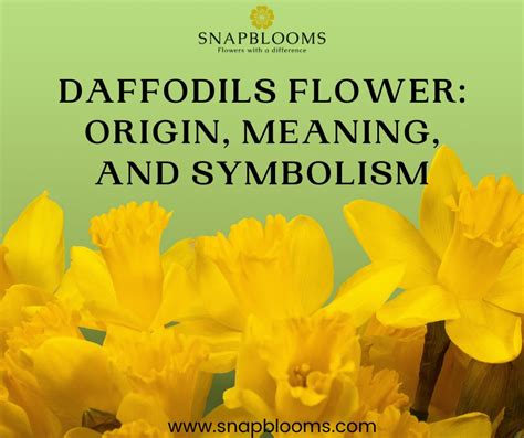 Daffodils Flower Origin Meaning And Symbolism Snapblooms Blogs