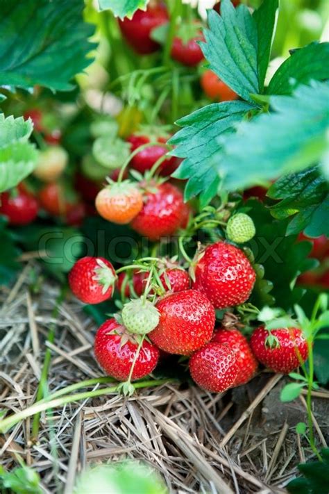 Closeup Of Fresh Organic Strawberries Stock Image Colourbox