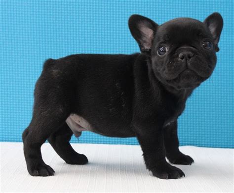 A reputable and responsible frenchie breeder should only breed dogs conforming to his or her country's parent club french bulldog breed standard. French Bulldog puppies for sale English Bulldog puppies ...