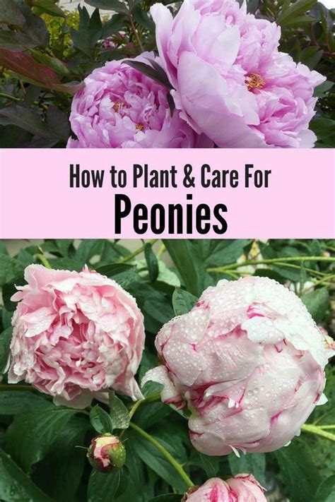 How To Plant And Care For Peonies Natalie Linda Growing Peonies