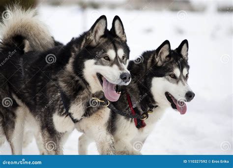 Sledding With Alaskan Malamute Dogs In Romania Stock Photo Image Of