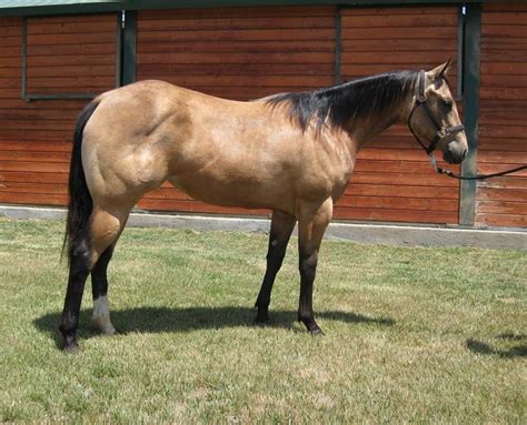 1030, shiine, was the highest seller in the day's first session. Buckskin Quarter Horse | Buckskin horse, Magical horses, Horses