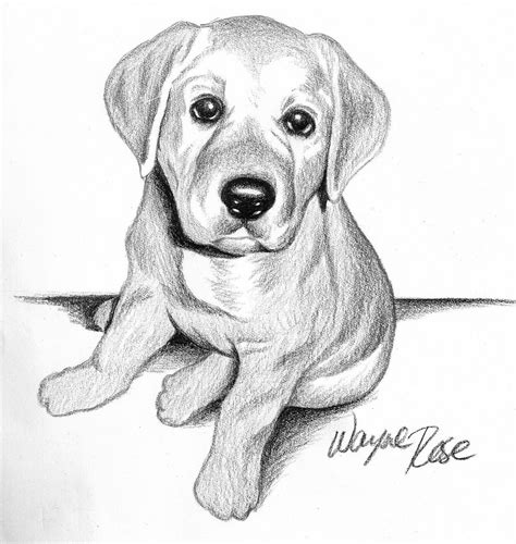 Pencil Puppy Pencil Cute Dog Drawing Dog Sketches Pencil Drawings Of