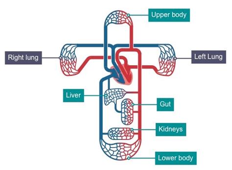 The systemic circuit is the path of circulation between the heart and the rest of the body (excluding the lungs). Circulation | BioNinja