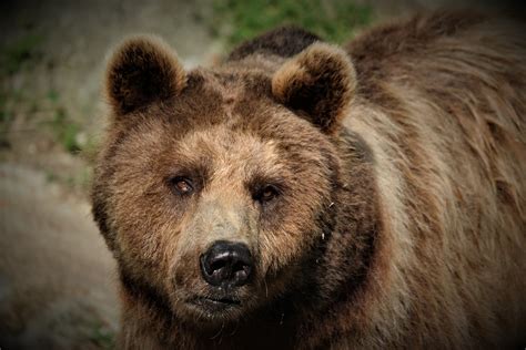 Brown Bear Mammal Predator Free Photo On Pixabay Pixabay
