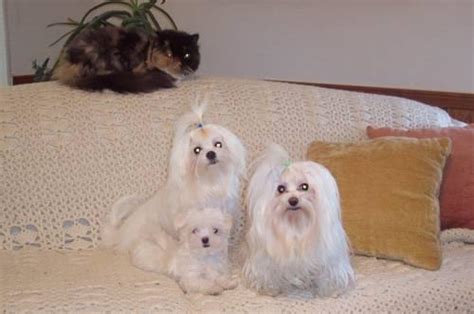 We offer health guarantee's on all puppies that leave our home. AKC Male Maltese for Sale in Midlothian, Texas Classified ...