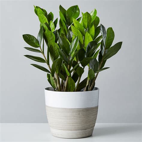 Office Desk Plants Easy Office Plants