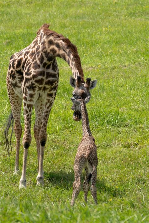 The Wilds Celebrates Birth Of Endangered Giraffe Calf Scioto Post