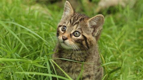 Captivity Bred Wildcats To Be Released Into Wild In Cairngorms Bbc News