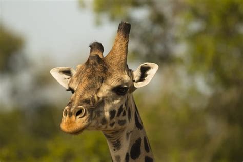 What Are Giraffe Horns Called Purpose Facts And Stories